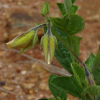 Crotalaria scabrella Wight & Arn.